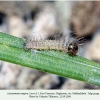 lasiommata megera larva1 daghestan1